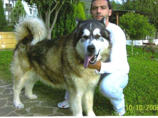 PoulaTo: GIANT ALASKAN MALAMUTE